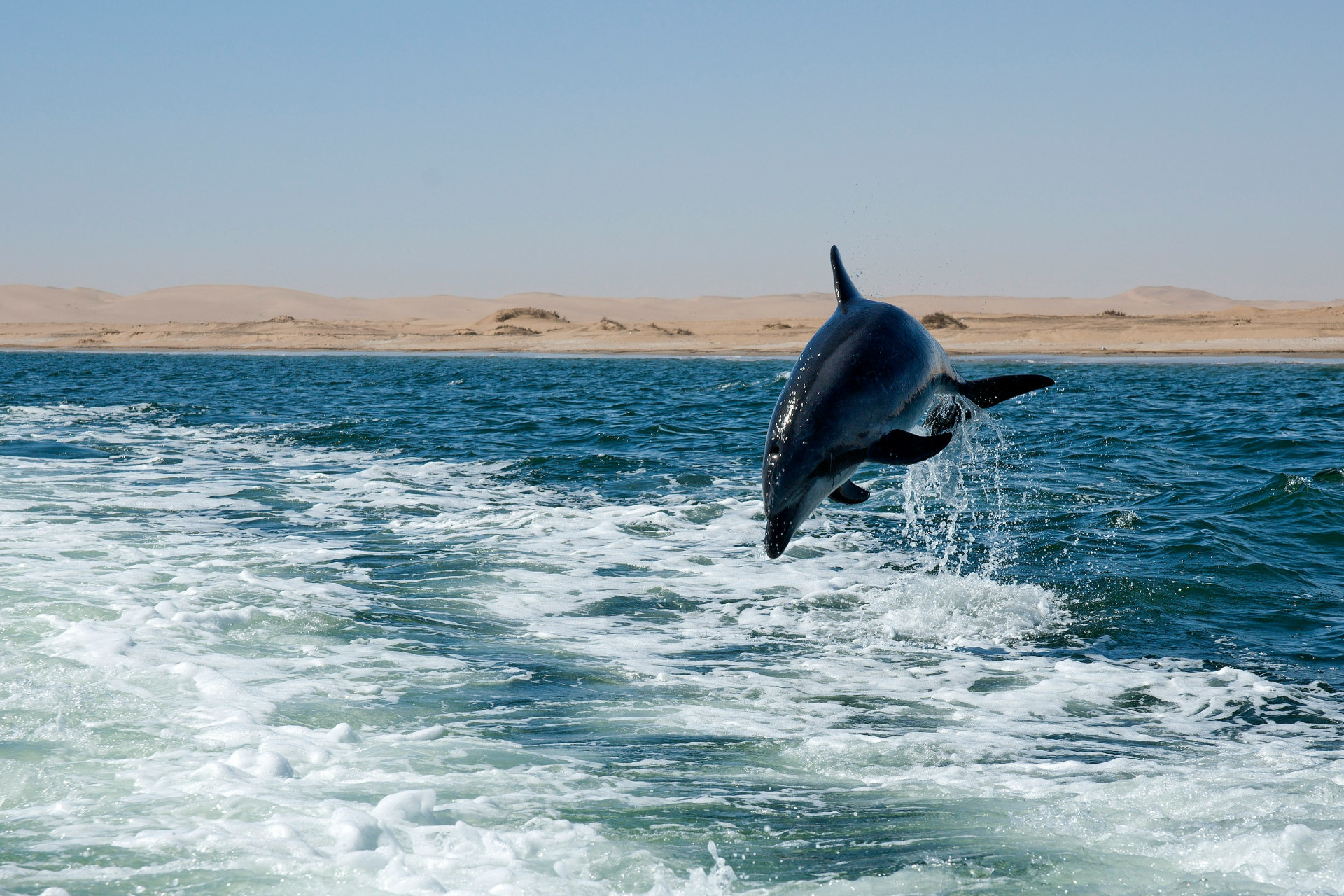 Dolphin leaping from the water off Walvis Bay.