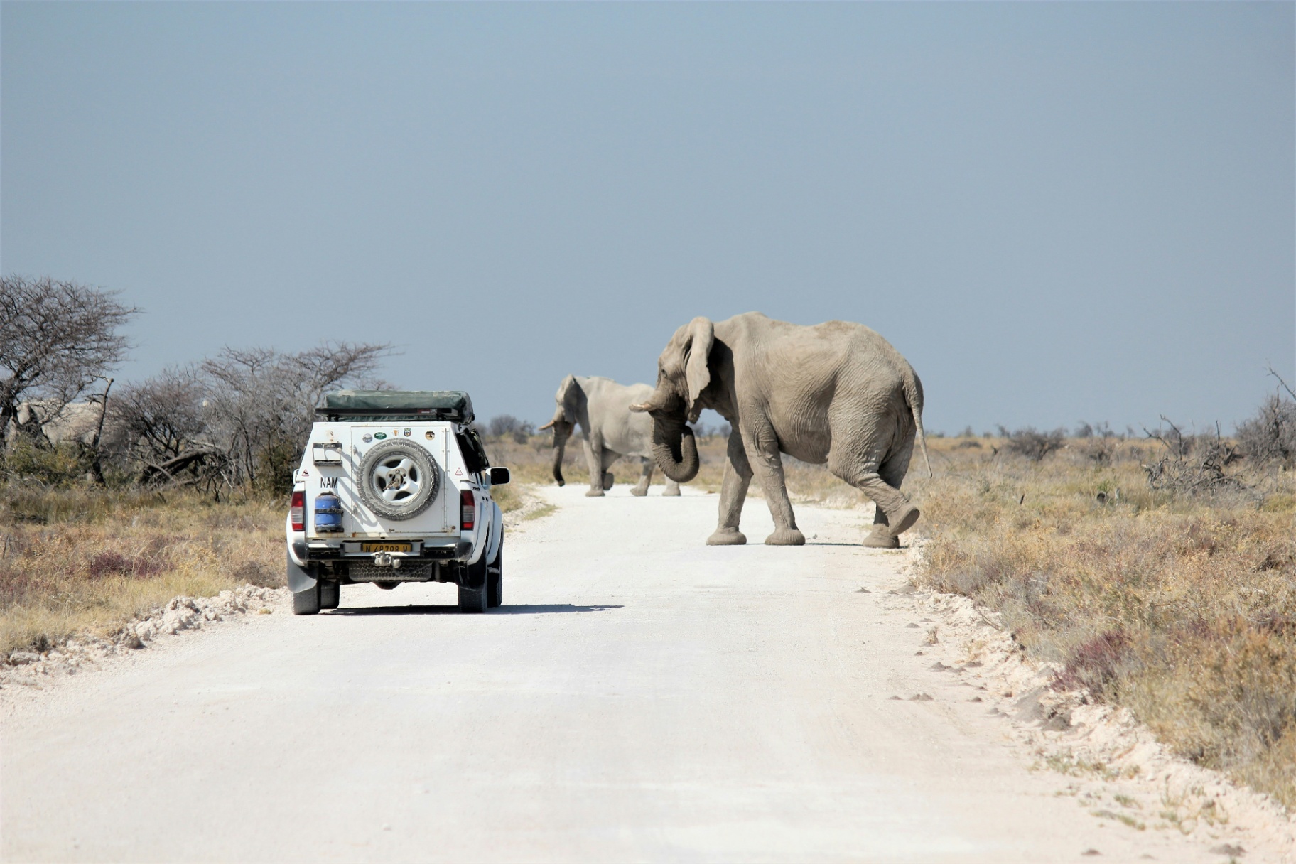 Two elephants crossing the road in front of a safari vehicle in Etosha.