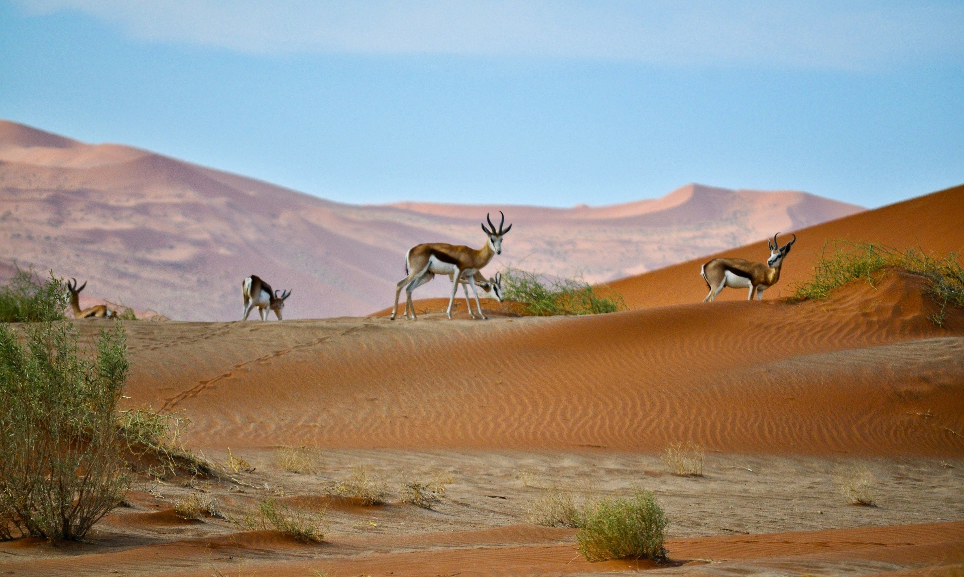 Springbok grazing on red Namib dunes under a blue sky.