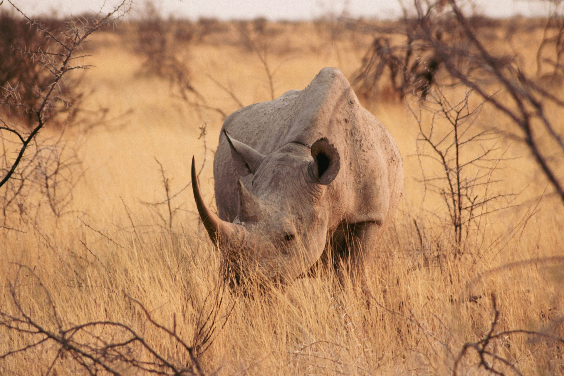 Wildlife — Etosha salt pan & game