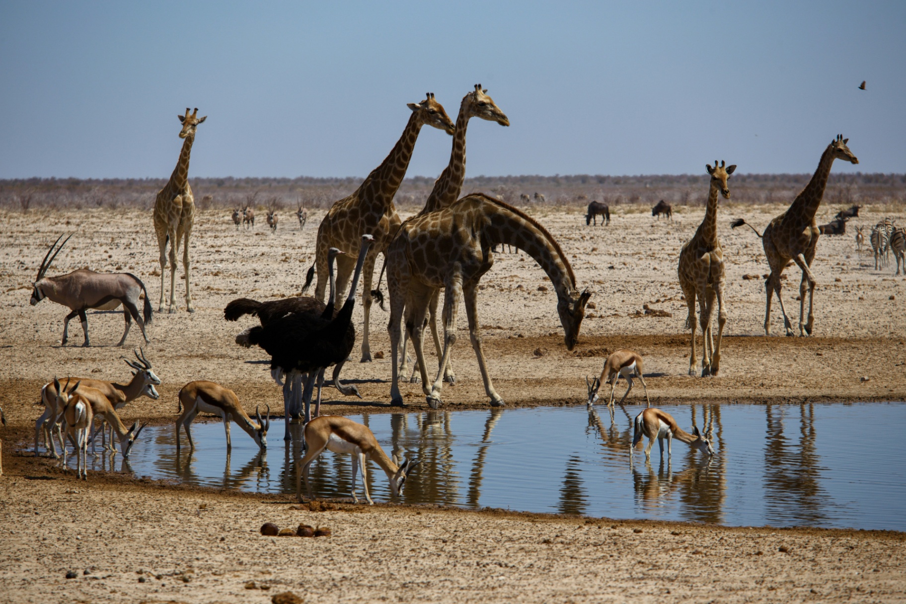 Giraffes, oryx, ostrich and springbok gathered at an Etosha waterhole.