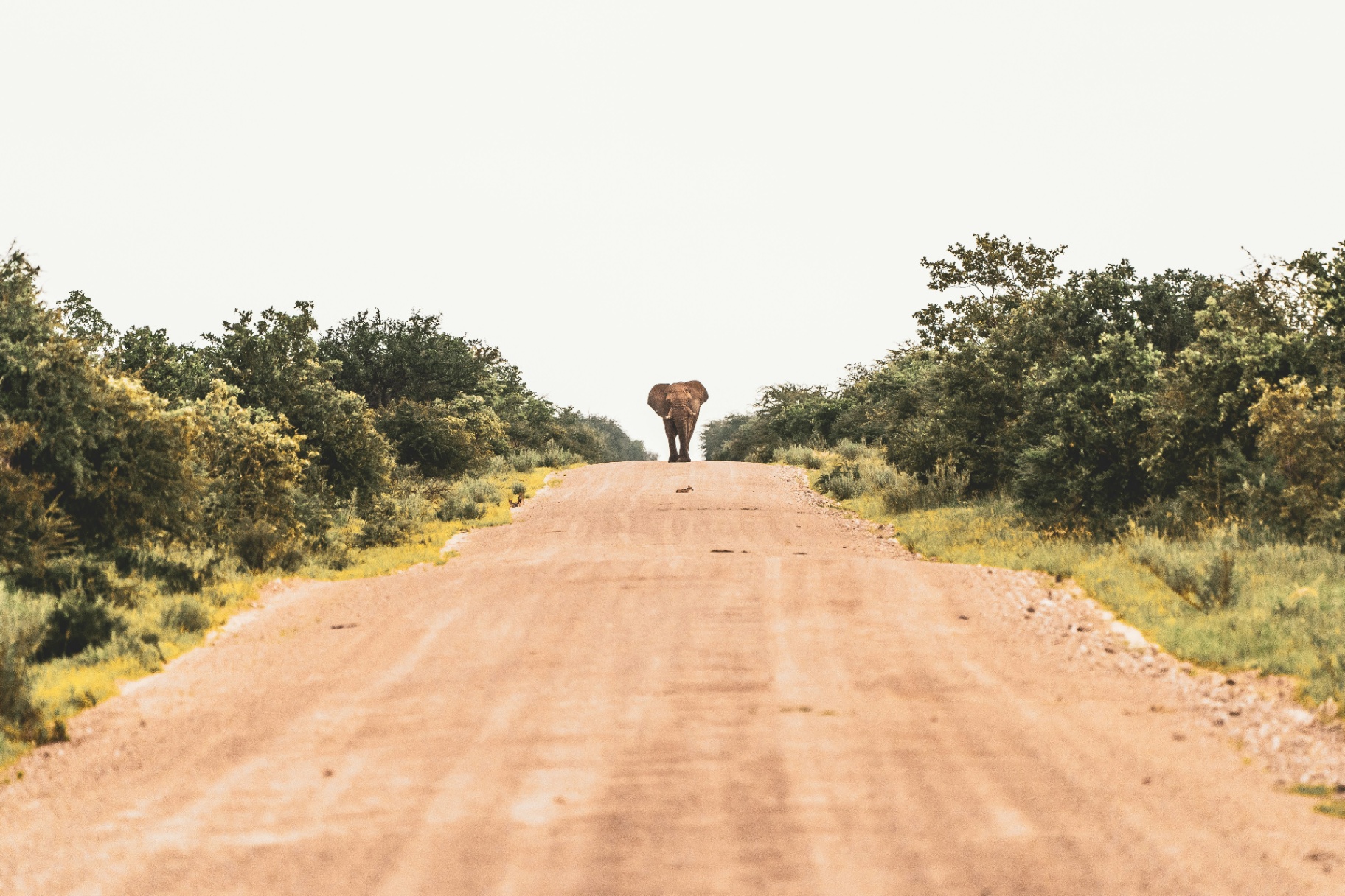 Lone elephant on a red dirt road through Etosha bush.