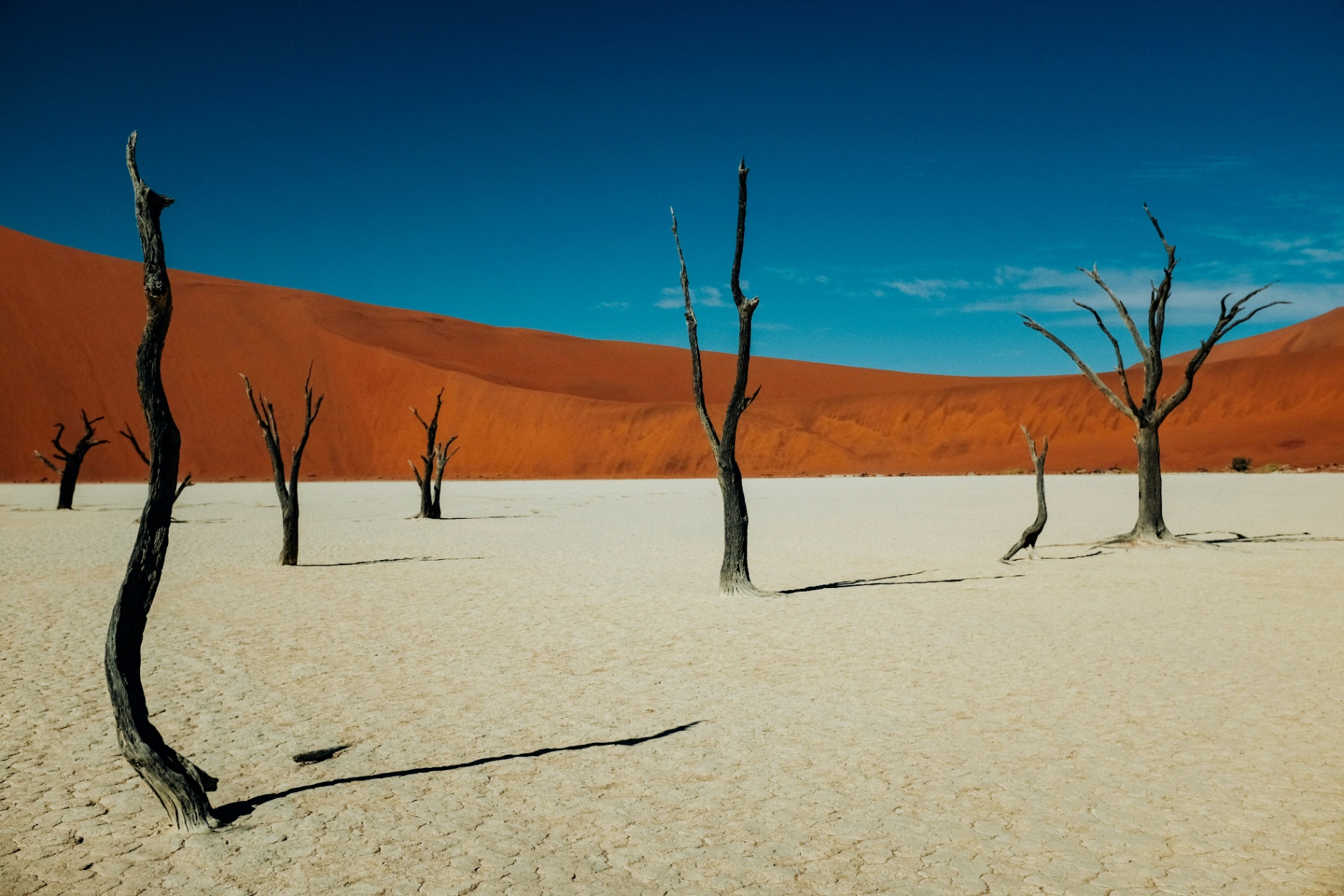Deadvlei trees at sunrise